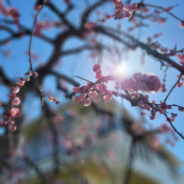 しだれ桜と梅の季節です?