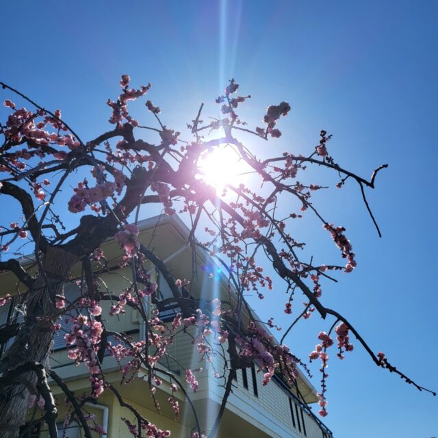 しだれ桜と梅の季節です?