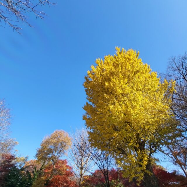 紅葉?お蕎麦in安行