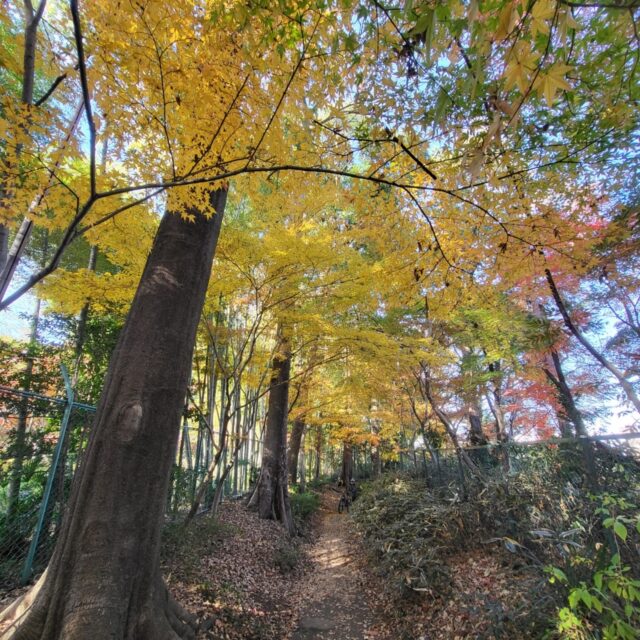 紅葉?お蕎麦in安行