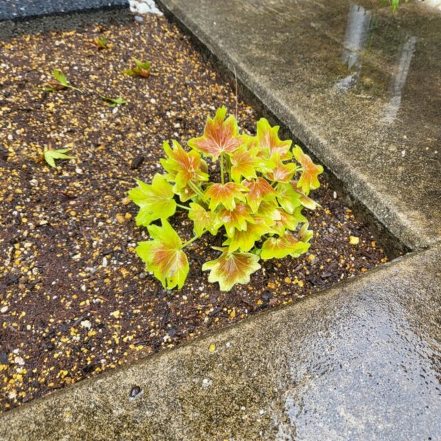 家族と植物を愛でる